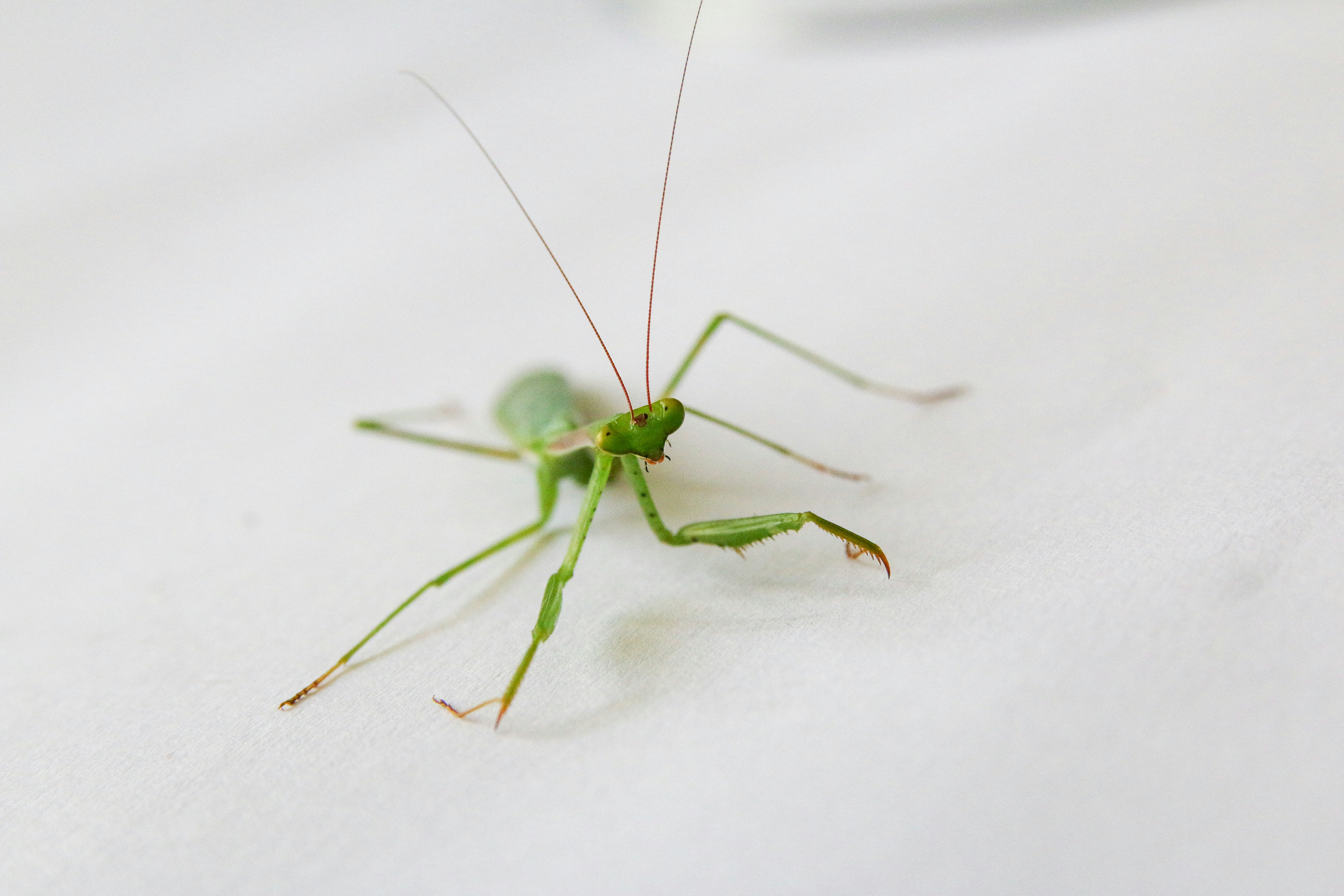 green praying mantis on white textile